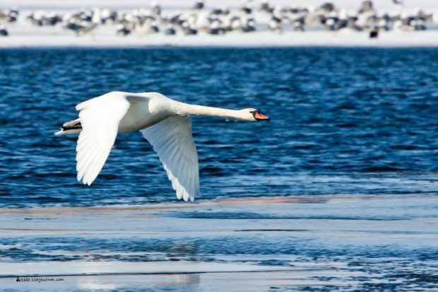 Лебедь шипун летит