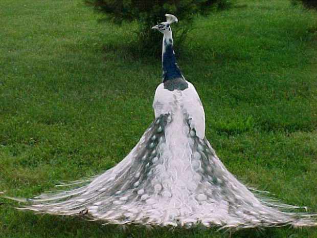 Черный и белый павлин — результат скрещивания