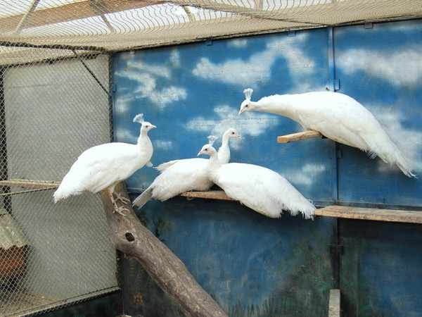 Вольер для павлина должен иметь высоту не менее 3 м