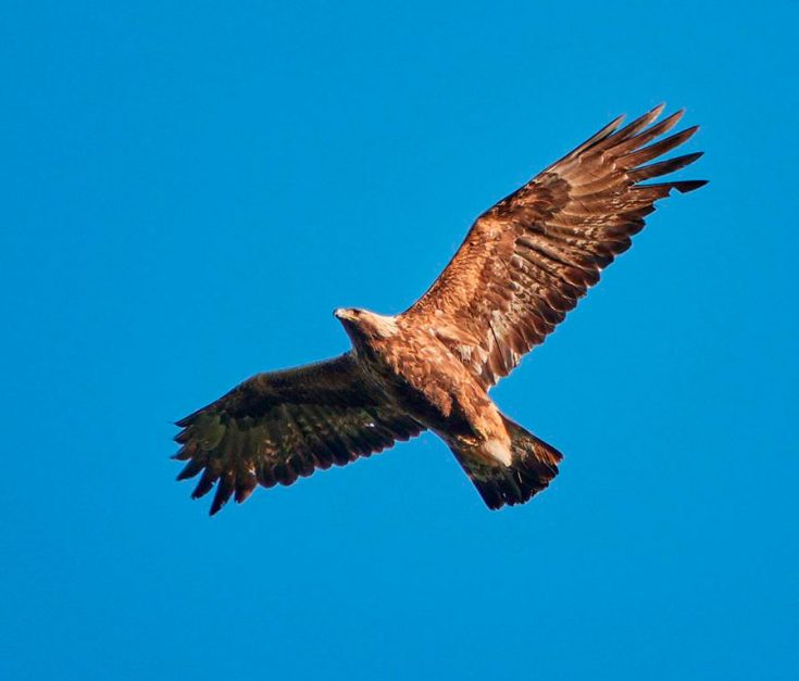 Сокол-балбан