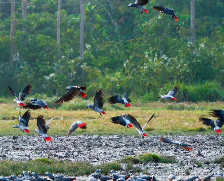 Сколько живут жако в домашних условиях