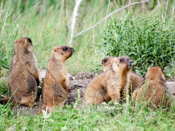 Сурки: особенности грызуна, интересные факты, описание, ареал, питание, враги