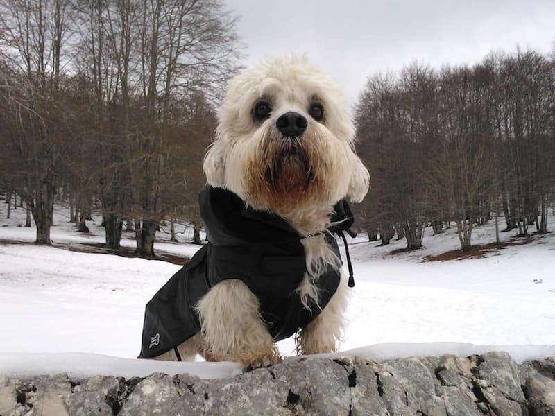 Денди-динмонт-терьер - характеристика породы