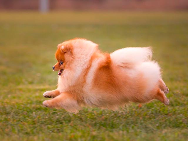 Физическая активность шпица фото