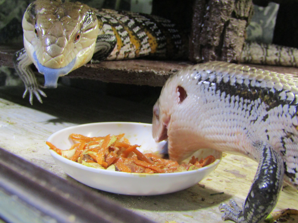 Синеязыкий сцинк – описание, виды, содержание и уход