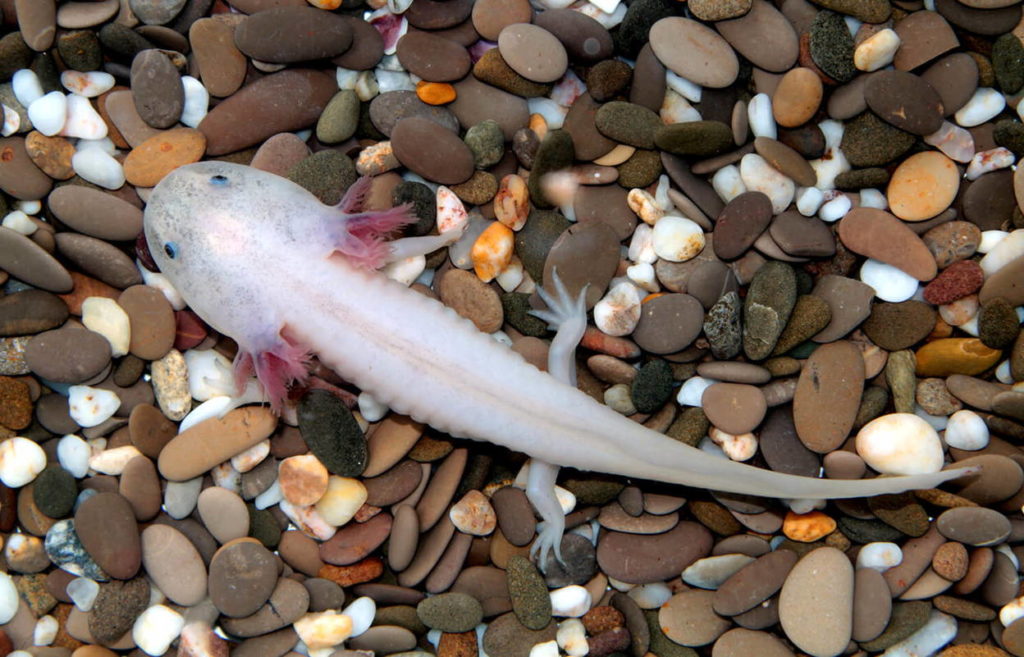 Аксолотль и амбистома: различия и как превращается во взрослую особь