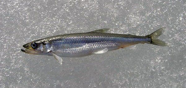 Как выглядит корюшка, шрифты, где живет рыба, как ее ловить и готовить