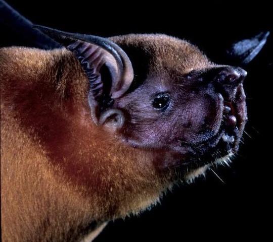 Летучая мышь: виды и описание животных, интересные факты