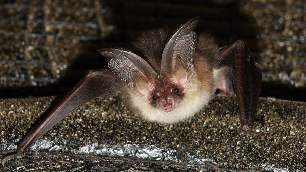 Среда обитания летучей мыши: где живет, приспособленность