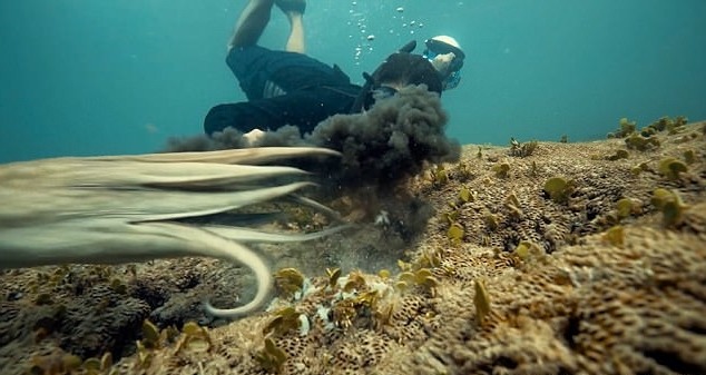 Осьминог - описание, размеры, где обитает, питание, сколько живет