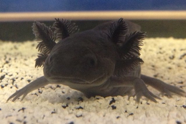 Аксолотль: описание, содержание и правила ухода