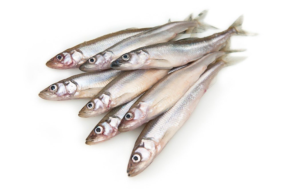 Как выглядит корюшка, шрифты, где живет рыба, как ее ловить и готовить