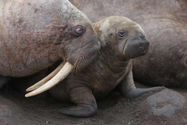 Рыба - это млекопитающее или нет: описание морских обитателей