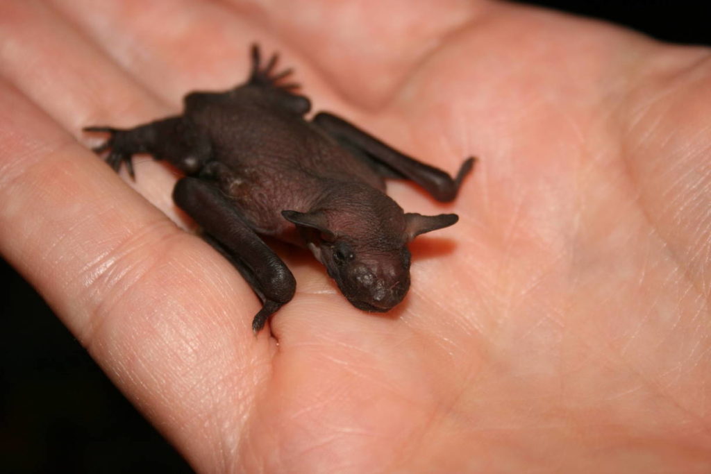 Среда обитания летучей мыши: где живет, приспособленность