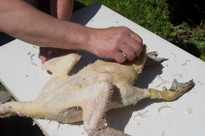 Сбор уток Мулард