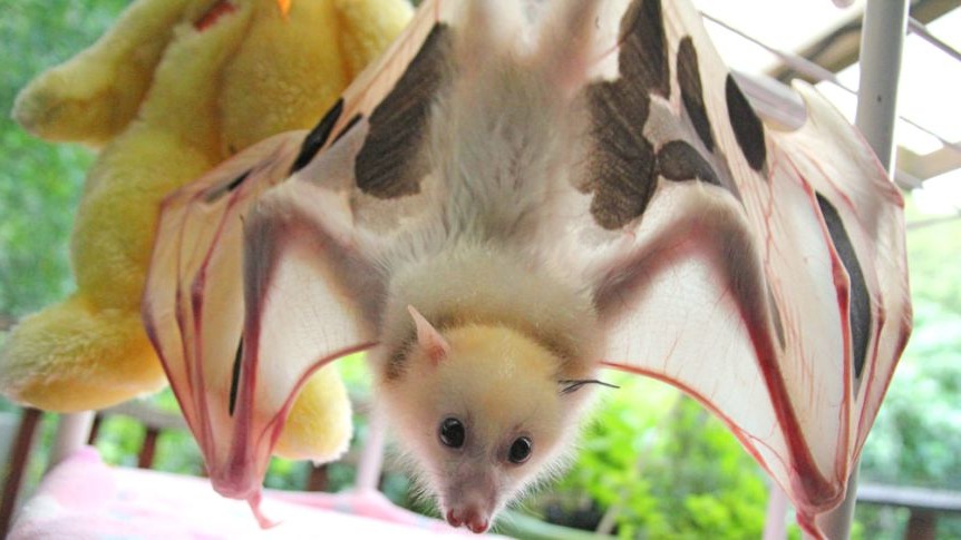 Среда обитания летучей мыши: где живет, приспособленность