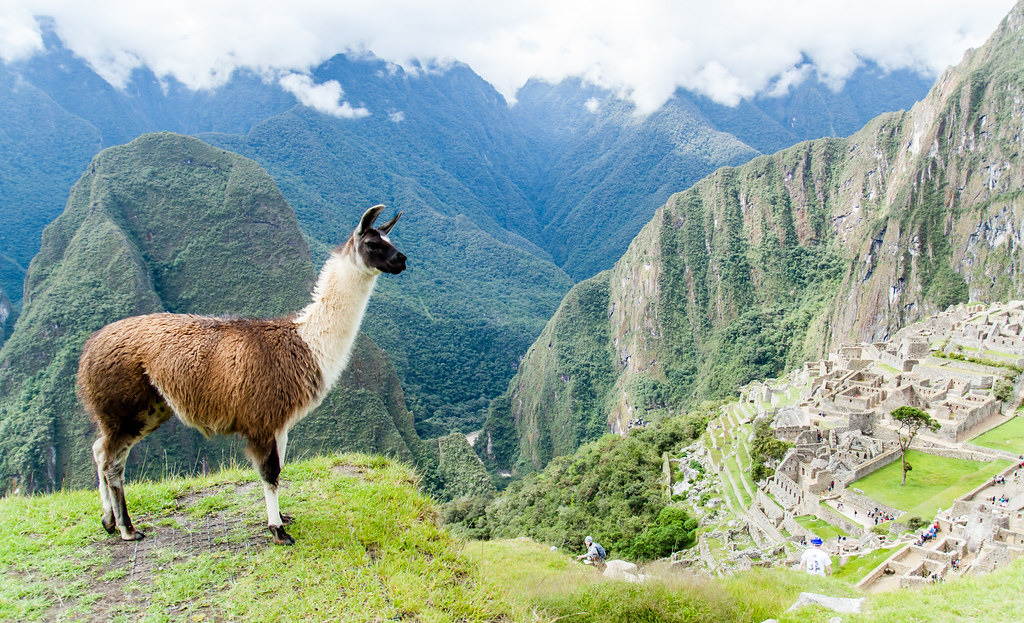 Лама: описание, виды, среда обитания, что едят, враги и образ жизни