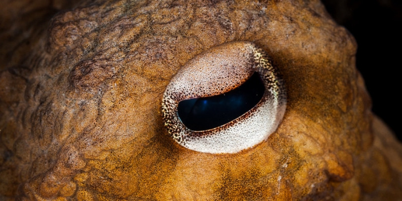 Осьминог - описание, размеры, где обитает, питание, сколько живет