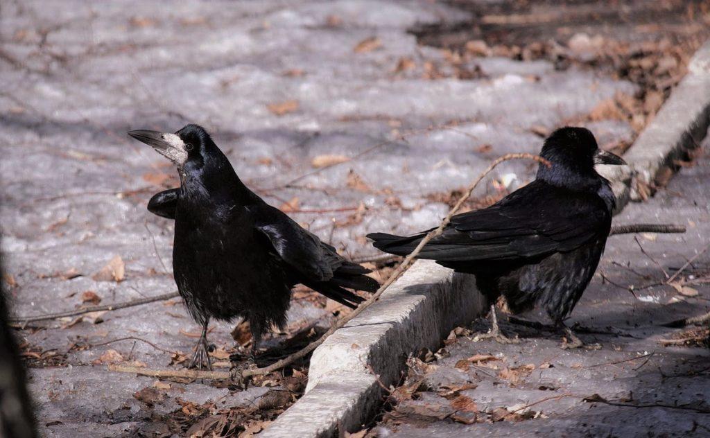 Райкер часто селится в городах и питается выброшенным мусором