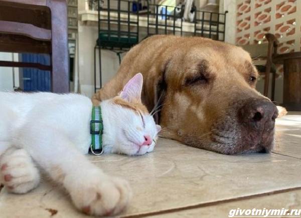 История-о-кошке-которая-обожает-плавать-в-море-4