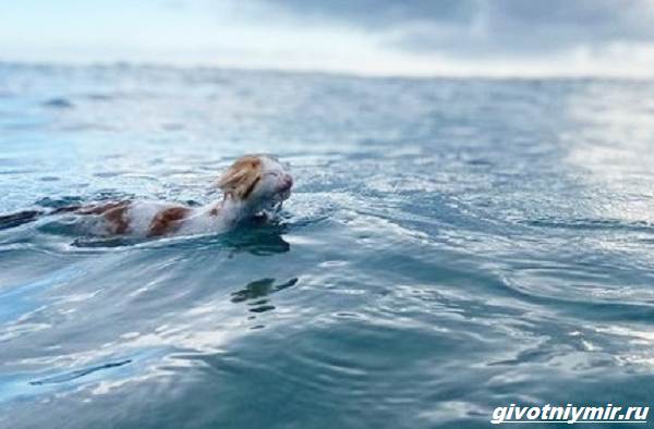 История-о-кошке-которая-обожает-плавать-в-море-5