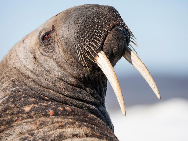 Рыба - это млекопитающее или нет: описание морских обитателей