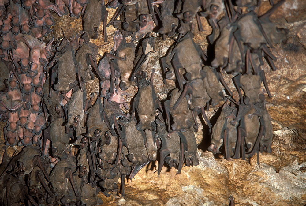 Летучая мышь: виды и описание животных, интересные факты