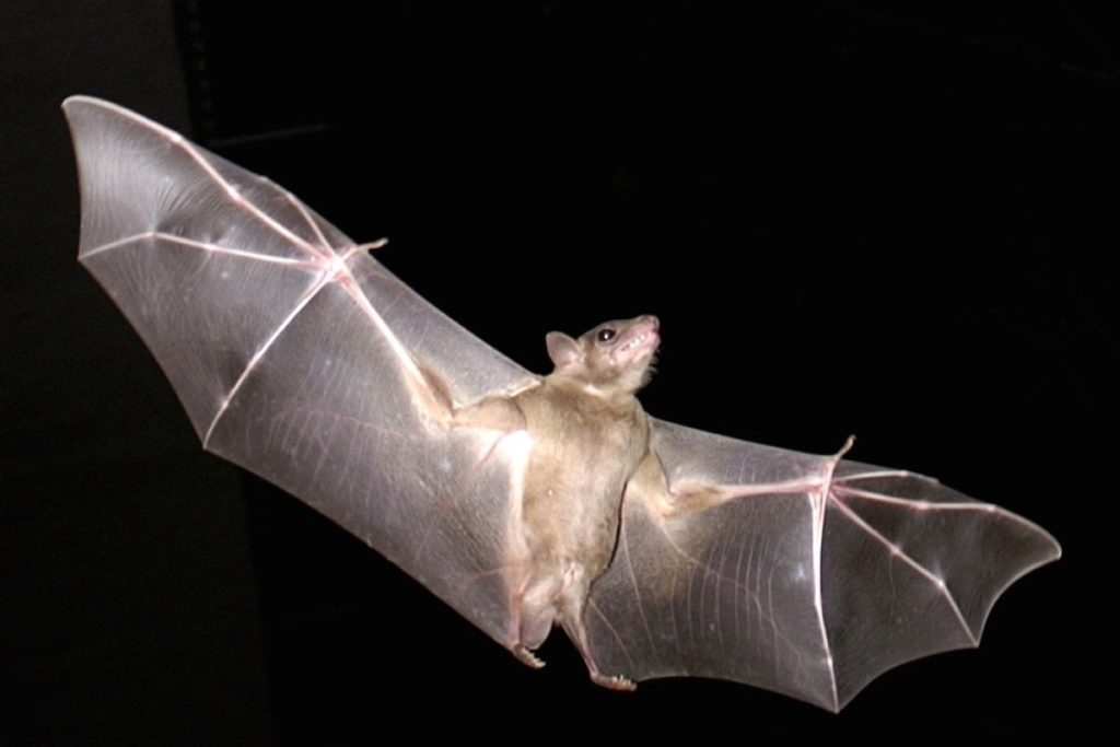Летучая мышь: виды и описание животных, интересные факты