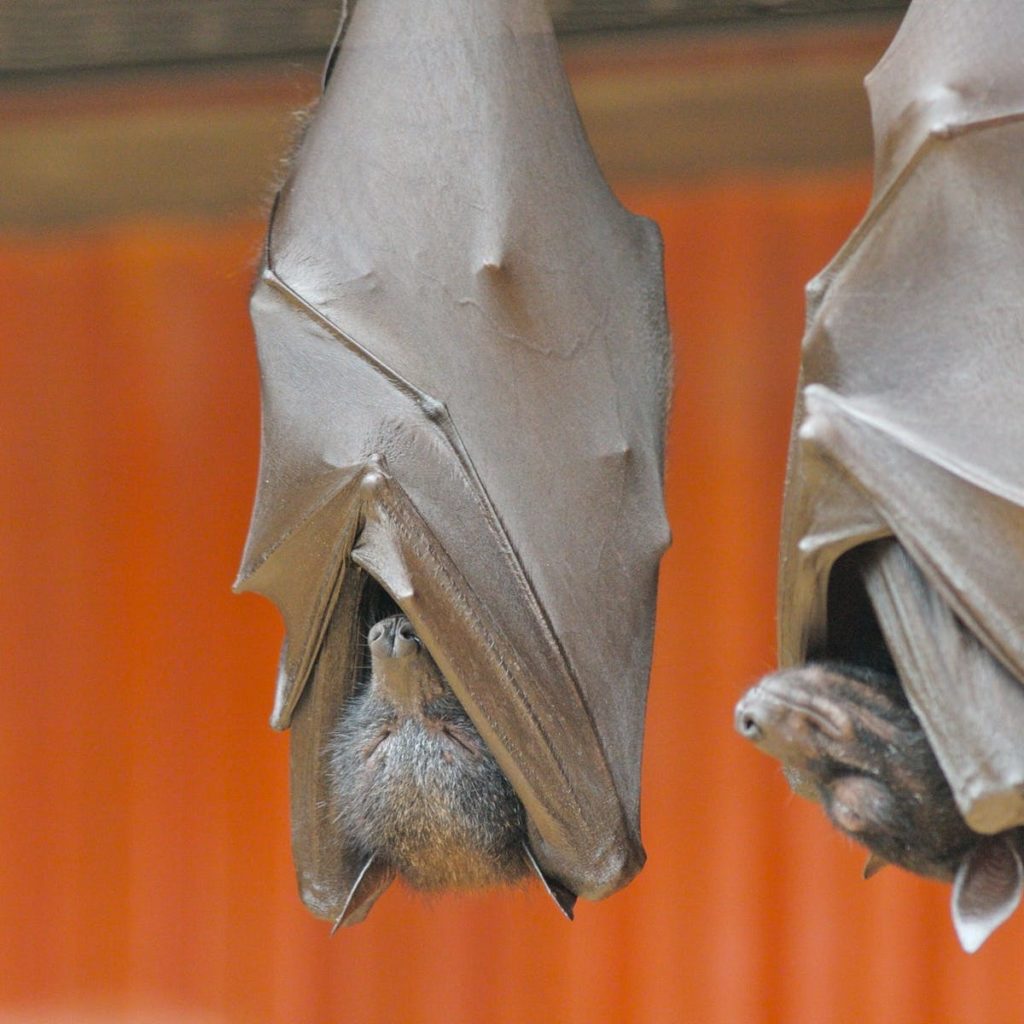 Летучая мышь: виды и описание животных, интересные факты