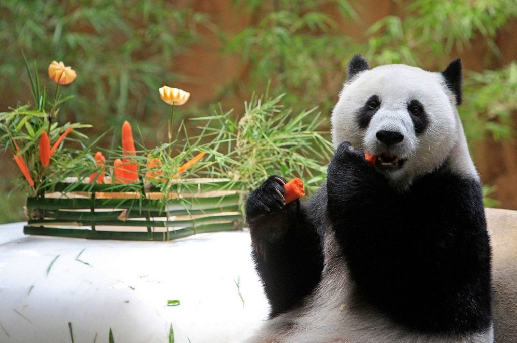 где живут панды где живут панды