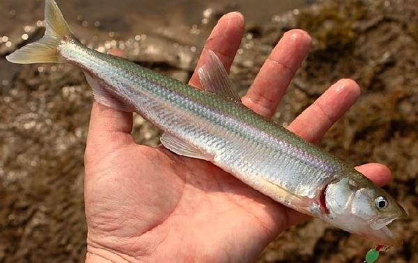 Как выглядит корюшка, шрифты, где живет рыба, как ее ловить и готовить