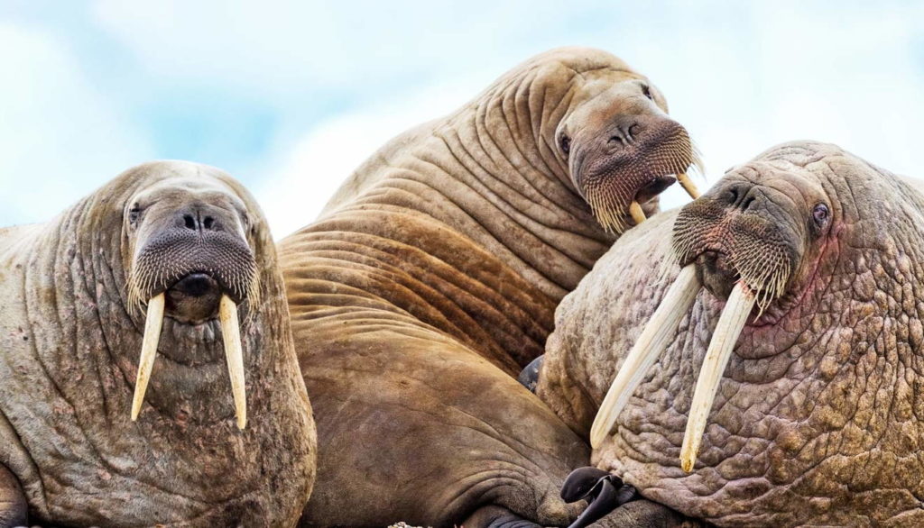 Рыба - это млекопитающее или нет: описание морских обитателей