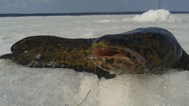 Рыбалка зимой с ночевкой: домашний быт в палатке, ловля плотвы, судака, налима ночью