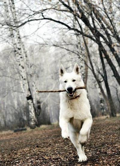 Плюсы и минусы немецкой овчарки