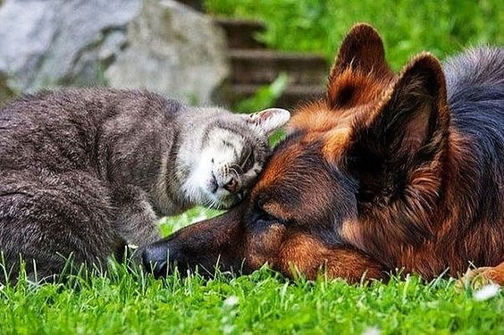 Плюсы и минусы немецкой овчарки