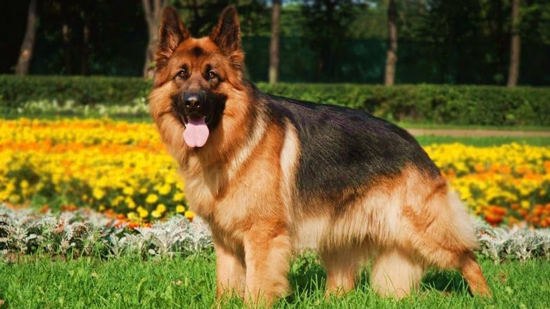 Плюсы и минусы немецкой овчарки