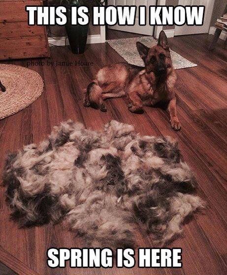 Плюсы и минусы немецкой овчарки