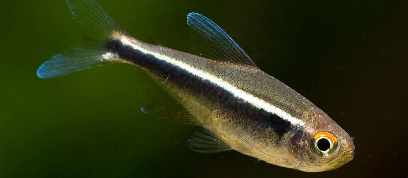 Аквариумные неоны