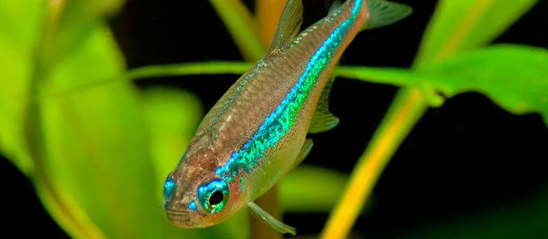 Аквариумные неоны