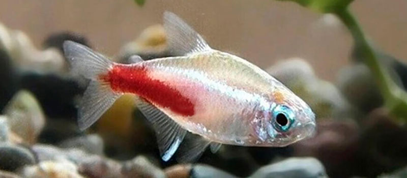 Аквариумные неоны