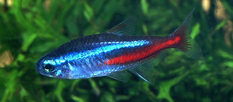 Аквариумные неоны