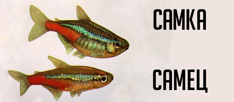 Аквариумные неоны