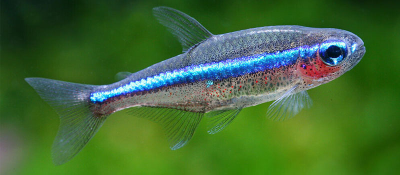 Аквариумные неоны