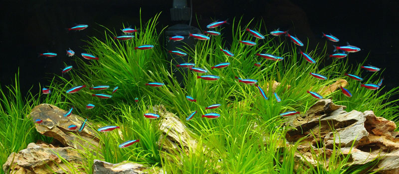 Аквариумные неоны