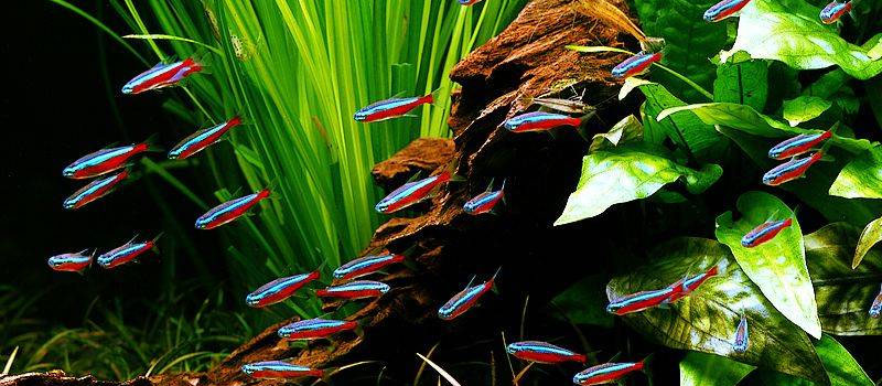 Аквариумные неоны