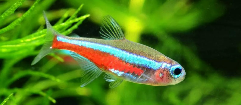 Аквариумные неоны