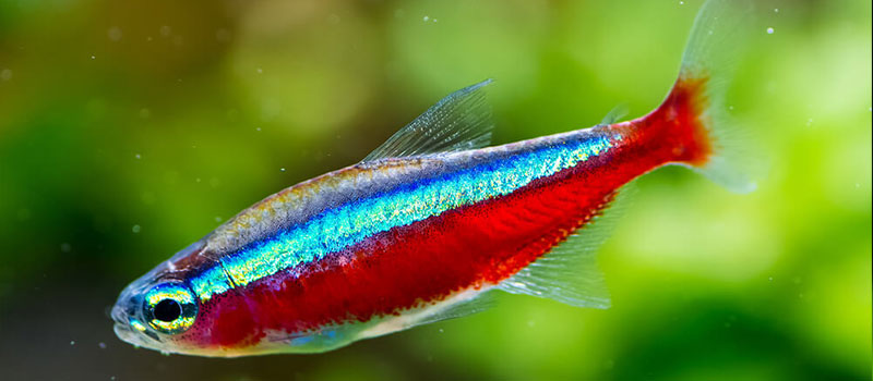 Аквариумные неоны