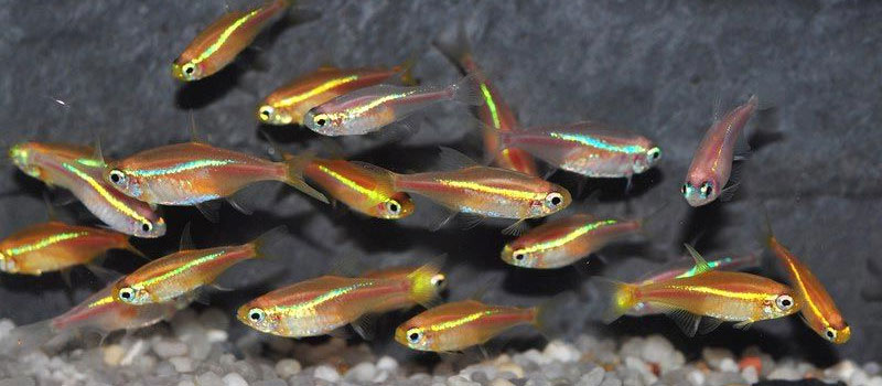 Аквариумные неоны