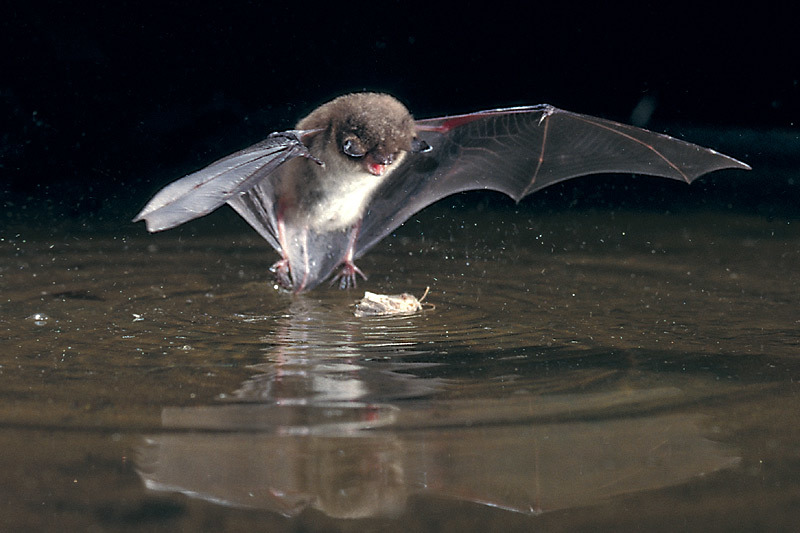 Среда обитания летучей мыши: где живет, приспособленность