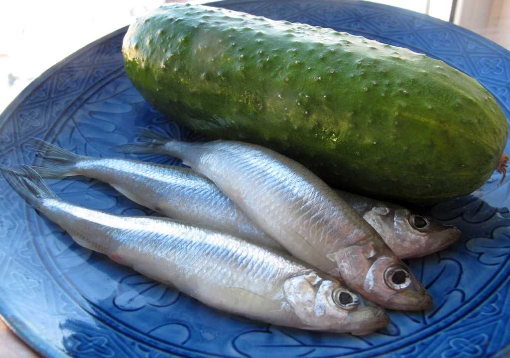 Как выглядит корюшка, шрифты, где живет рыба, как ее ловить и готовить